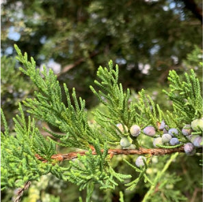Juniper extract ingredient