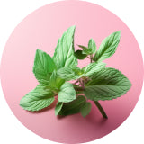 mint ingredient
