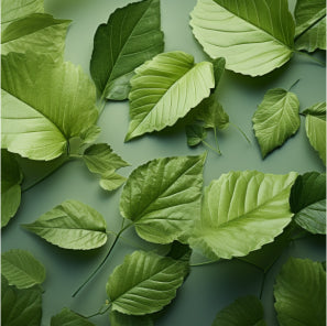 Plantain extract and Birch leaf extract